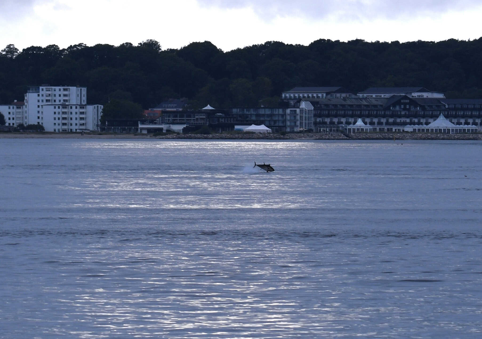 Tunfisk springer op af vandet med bygninger og træer i baggrunden.